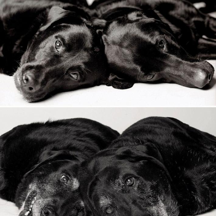 Как взрослеют собаки. Любопытный и трогательный фотопроект., фото собак