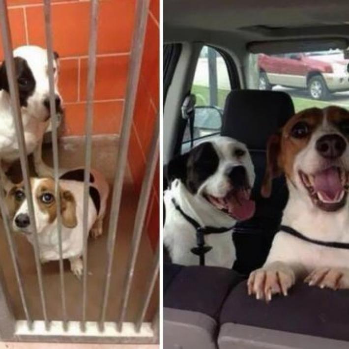Собаки до и после того, как обрели любящий дом , дом,собаки,после,до