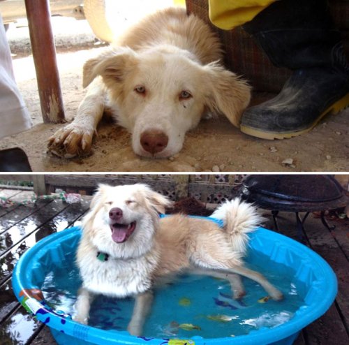 Собаки до и после того, как обрели любящий дом , дом,собаки,после,до