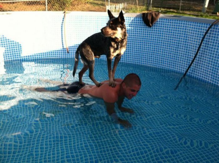 Собаки, которые боятся воды, собака