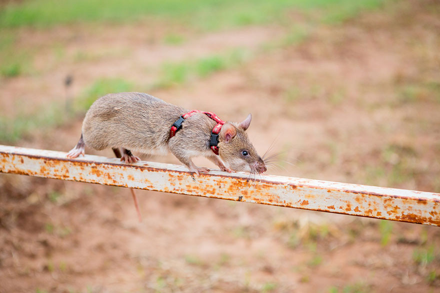 Крысы-бомбоискатели — сотрудники бельгийской службы, Крыса,бельгийской службы,