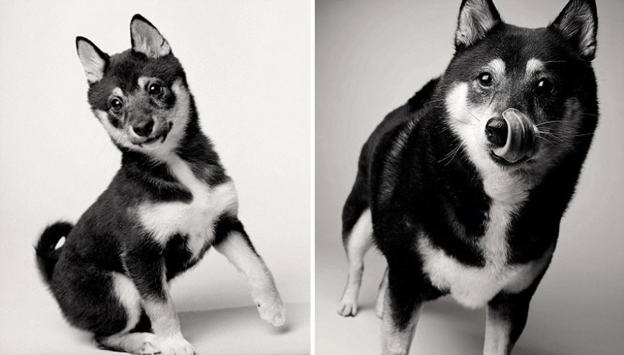 Как взрослеют собаки. Любопытный и трогательный фотопроект., фото собак